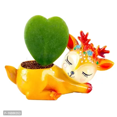 Phulwa Hoya Heart Live Plant with Deer rasin Pot, Perfect Valentine Gift, Cute Plant, Succulent Plant-thumb2