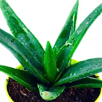 Phulwa aloevera Live Plant with Yellow self Watering Plastic Pot, Indoor Plant, Office decore, Home decore, Succulent Plant-thumb2