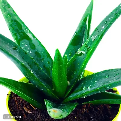 Phulwa aloevera Live Plant with Yellow self Watering Plastic Pot, Indoor Plant, Office decore, Home decore, Succulent Plant-thumb3