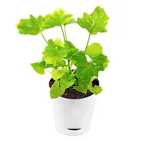 Phulwa Green Xanadu Live Plant with White self Watering Plastic Pot Low Maintenance Foliage Plant Indoor Plant for Home Decoration and Office Plant-thumb1