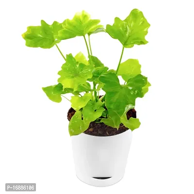 Phulwa Green Xanadu Live Plant with White self Watering Plastic Pot Low Maintenance Foliage Plant Indoor Plant for Home Decoration and Office Plant-thumb2