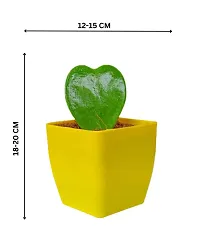 Phulwa Hoya Heart Cute Succulent Plant with Yellow Pot | Perfect Valentine Gift for Your Loved Ones | Indoor Plant | Office Plant |-thumb3