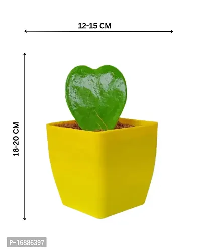 Phulwa Hoya Heart Cute Succulent Plant with Yellow Pot | Perfect Valentine Gift for Your Loved Ones | Indoor Plant | Office Plant |-thumb4