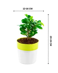 Phulwa Ficus compacta Live Plant with Yellow and White Plastic Pot, Indoor Plant, House Plant, Offfice Plant,-thumb1