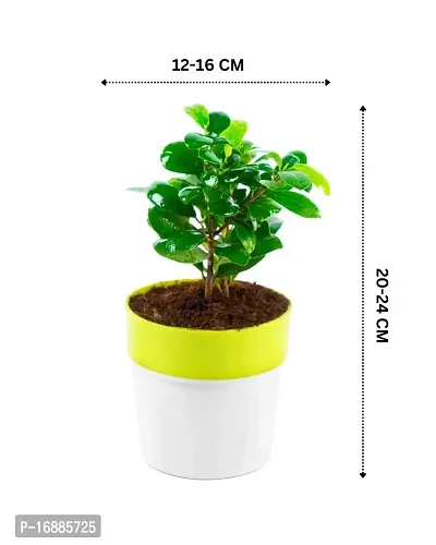 Phulwa Ficus compacta Live Plant with Yellow and White Plastic Pot, Indoor Plant, House Plant, Offfice Plant,-thumb2