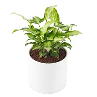Phulwa Syngonium Green Indoor Air Purifier Plant with White Ceramic Pot for Home and Office Decoration-thumb1