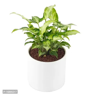 Phulwa Syngonium Green Indoor Air Purifier Plant with White Ceramic Pot for Home and Office Decoration-thumb2