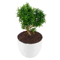 Phulwa Table kamini Plant with White Round Plastic Pot, for Home and Office Decoration-thumb1