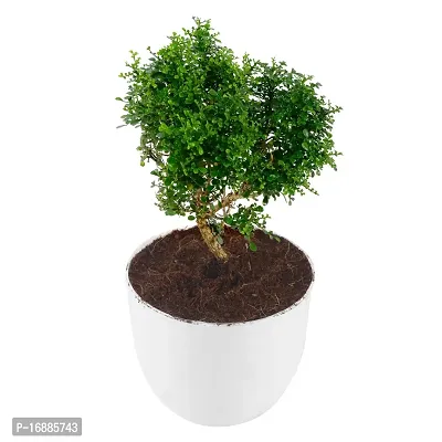 Phulwa Table kamini Plant with White Round Plastic Pot, for Home and Office Decoration-thumb2