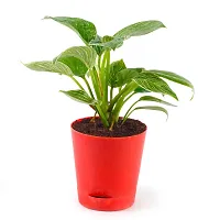 Phulwa Philodendron Birkin (White) Rare Imported Natural Live Indoor Plant with Self Watering Flower Pot for Home, Garden and Office Decor,Pack of-1-thumb3