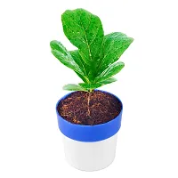 Phulwa Fiddle Leaf fig Plant with Blue and White Plastic Pot, Indoor Plant, House Plant, Offfice Plant,-thumb1