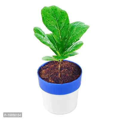 Phulwa Fiddle Leaf fig Plant with Blue and White Plastic Pot, Indoor Plant, House Plant, Offfice Plant,-thumb2