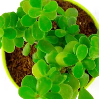 Phulwa Jade Bonsai Live Plant with Yellow Round Plant, Indoor Plant, Bonsai Plant, House Plant, Home decore, Office Plant-thumb4