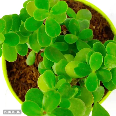 Phulwa Jade Bonsai Live Plant with Yellow Round Plant, Indoor Plant, Bonsai Plant, House Plant, Home decore, Office Plant-thumb5