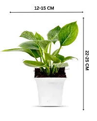 Phulwa philodendron Birkin| with White Pot |Live Plant | Indoor Plant | House Plant | Air Purifying Plant | Office Plant | Gifting Plant |-thumb1