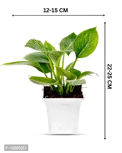 Phulwa philodendron Birkin| with White Pot |Live Plant | Indoor Plant | House Plant | Air Purifying Plant | Office Plant | Gifting Plant |-thumb2