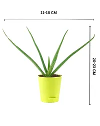 Phulwa Plant Combo of 2 aloevera Plants with Yellow self Watering Pot for Home d?cor, Medicinal Plant with Pot, Indoor Plant-thumb4