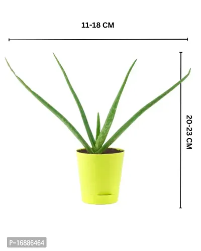 Phulwa Plant Combo of 2 aloevera Plants with Yellow self Watering Pot for Home d?cor, Medicinal Plant with Pot, Indoor Plant-thumb5