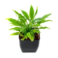 Phulwa Air Purifying Indoor Peace Lily Plant for Living Room, Bedroom, House Balcony with Black Pot-thumb1