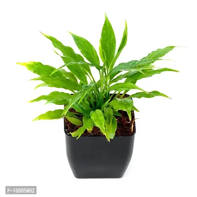 Phulwa Air Purifying Indoor Peace Lily Plant for Living Room, Bedroom, House Balcony with Black Pot-thumb2