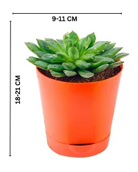 Phulwa Vishnu Kamal Live Plant with red self Watering Plastic Pot Low maintainance succulant Plant Indoor Plant for Home Decoration and Office Plant-thumb3