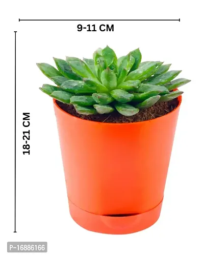 Phulwa Vishnu Kamal Live Plant with red self Watering Plastic Pot Low maintainance succulant Plant Indoor Plant for Home Decoration and Office Plant-thumb4