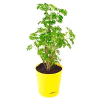 Phulwa Aralia Green Plant Best Live Indoor Air Purifying Plant with Yellow Self Watering Plastic Pot, Plant for Indoor  Outdoor, Home  Office D?cor, Gifting, Pack of-1-thumb1