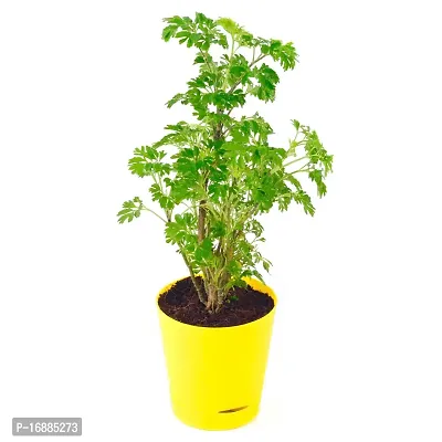 Phulwa Aralia Green Plant Best Live Indoor Air Purifying Plant with Yellow Self Watering Plastic Pot, Plant for Indoor  Outdoor, Home  Office D?cor, Gifting, Pack of-1-thumb2