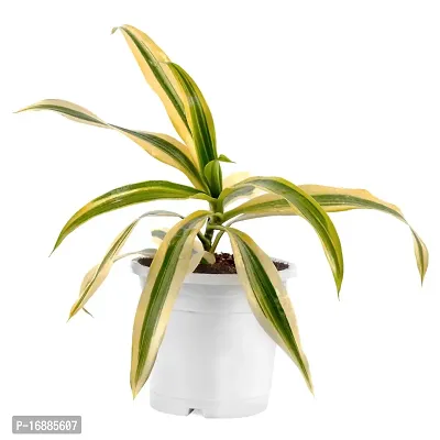 Phulwa Song of India Plant with White Plastic Pot, Air Purifier, for Home and Office Decoration