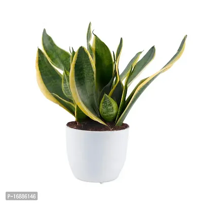 Phulwa Sansevieria Green Air Purifier Snake Succulent Plant with White Pot, Indoor Plant for Indoor  Outdoor, Home  Office Decoration, Pack of 1