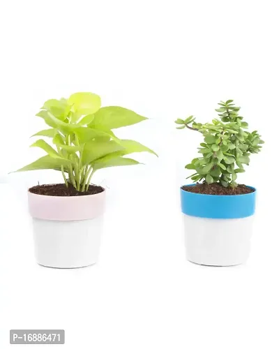 Phulwa Combo of 2 Plants, Jade Plant with Blue and White 2 Shade Pot and Golden Money Plant with Pink and White Plastic Pot, Plants for Home  Office d?coration| Outdoor  Indoor Pack of 2