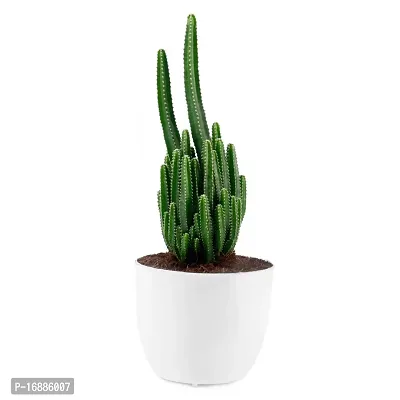 Phulwa Triangular Cactus Live Plant with White Pot Low maintainance Plant Indoor Plant for Home Decoration and Office Plant