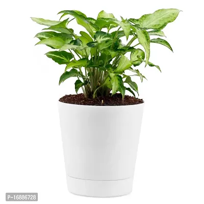 Phulwa Syngonium Green Plant Indoor Air Purifier with White Plastic Pot for Home and Office Decoration