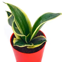 Phulwa Air Purifying Imorted Sansevieria Lotus Plant with Red Pot Indoor House Decoration Plant-thumb2