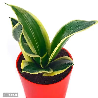 Phulwa Air Purifying Imorted Sansevieria Lotus Plant with Red Pot Indoor House Decoration Plant-thumb3