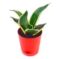 Phulwa Air Purifying Imorted Sansevieria Lotus Plant with Red Pot Indoor House Decoration Plant-thumb1