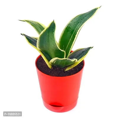 Phulwa Air Purifying Imorted Sansevieria Lotus Plant with Red Pot Indoor House Decoration Plant-thumb2