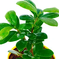 Phulwa Ficus compacta Live Plant with Yellow Round Plastic Pot, Indoor Plant, House Plant, Offfice Plant,-thumb2