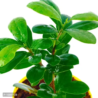 Phulwa Ficus compacta Live Plant with Yellow Round Plastic Pot, Indoor Plant, House Plant, Offfice Plant,-thumb3