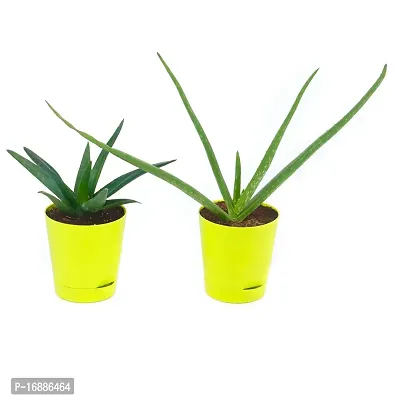 Phulwa Plant Combo of 2 aloevera Plants with Yellow self Watering Pot for Home d?cor, Medicinal Plant with Pot, Indoor Plant