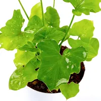 Phulwa Green Xanadu Live Plant with White self Watering Plastic Pot Low Maintenance Foliage Plant Indoor Plant for Home Decoration and Office Plant-thumb2