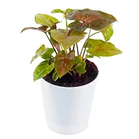 Phulwa Syngonium Bronze Indoor Air Purifier Succulent Plant with White Plastic Pot, Indoor Plant for Indoor  Outdoor, Home  Office Decoration, Garden, Pack of 1-thumb3