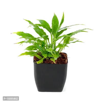 Phulwa Air Purifying Indoor Peace Lily Plant for Living Room, Bedroom, House Balcony with Black Pot-thumb0