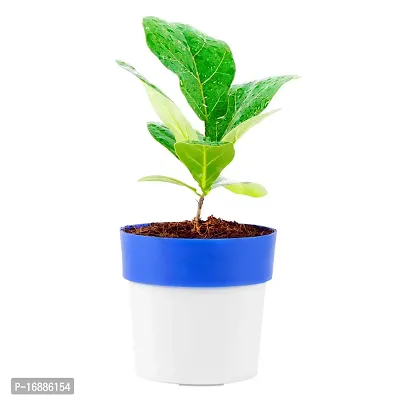Phulwa Fiddle Leaf fig Plant with Blue and White Plastic Pot, Indoor Plant, House Plant, Offfice Plant,