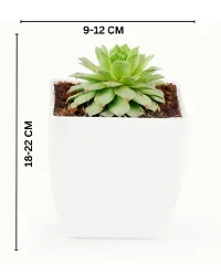 Phulwa Original Red Tip Laxmi Kamal, Sempervivum Live Plant with White Square Pot-thumb3