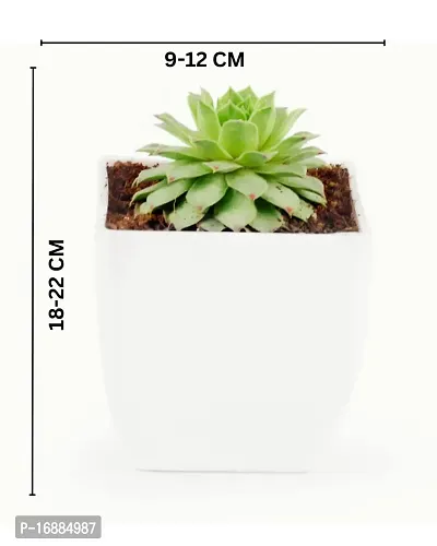 Phulwa Original Red Tip Laxmi Kamal, Sempervivum Live Plant with White Square Pot-thumb4