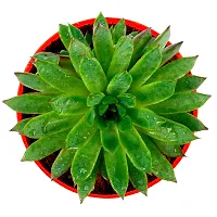 Phulwa Vishnu Kamal Live Plant with red and White Plastic Pot Low maintainance succulant Plant Indoor Plant for Home Decoration and Office Plant-thumb4