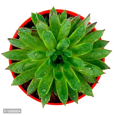 Phulwa Vishnu Kamal Live Plant with red and White Plastic Pot Low maintainance succulant Plant Indoor Plant for Home Decoration and Office Plant-thumb5