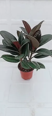 Phulwa Ficus Rubber Plant Three in one with Plastic Pot | Indoor Plants | Variegated | Air Purifying Plants | Bonsai Tree | Home  Office D?cor (Pack of 1)-thumb1