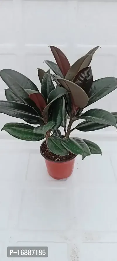 Phulwa Ficus Rubber Plant Three in one with Plastic Pot | Indoor Plants | Variegated | Air Purifying Plants | Bonsai Tree | Home  Office D?cor (Pack of 1)-thumb2